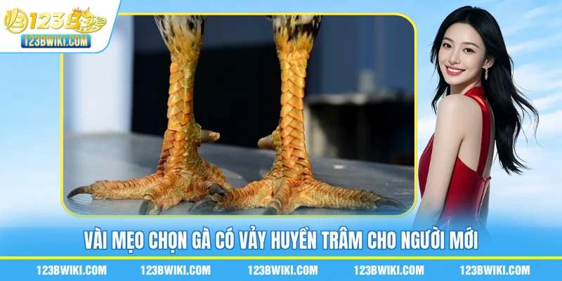 Vài mẹo chọn gà có vảy huyền trâm cho người mới